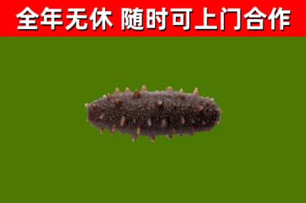 青岛烟酒回收干海参.jpg